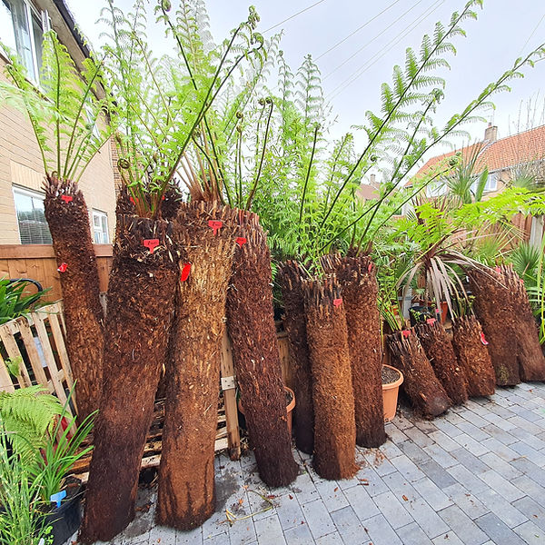 Tree Ferns Dicksonia Antartica For Sale Dirt Cheap Plants